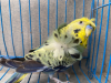 Japanese Budgerigar